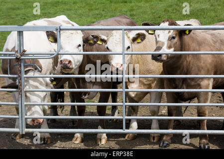 Mandria di mucche curiose dietro un cancello in un campo nella campagna inglese Foto Stock