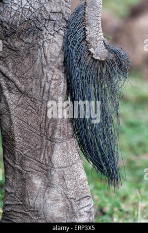 Coda di adulto dell' elefante africano (Loxodonta africana) Mara Naboisho conservancy Kenya Africa Foto Stock