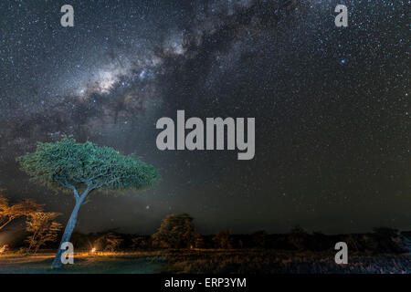 Albero e via lattea di notte Mara Naboisho Conservancy Kenya Africa Foto Stock