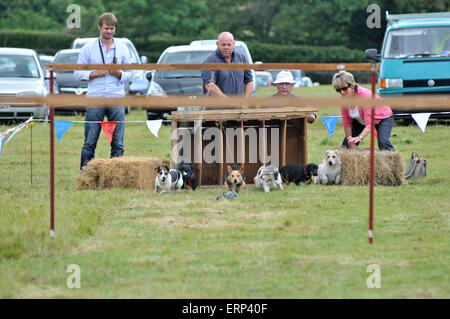 Terrier racing a un paese mostra Foto Stock