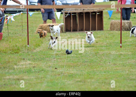 Terrier racing a un paese mostra Foto Stock