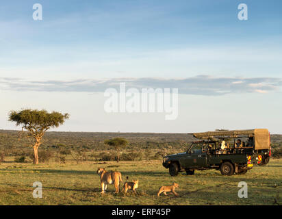 Femmina adulta lion (Panthera leo) con i cuccioli e safari auto Mara Naboisho conservancy Kenya Africa Foto Stock