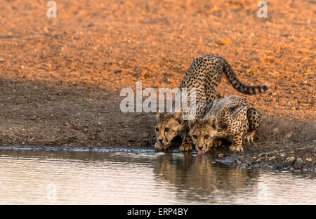 Cheetah cubs bevendo al foro per l'acqua (Acinonyx jubatus) Malilangwe Riserva Naturale dello Zimbabwe Africa Foto Stock