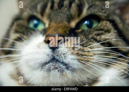 Tabby cat close up Foto Stock