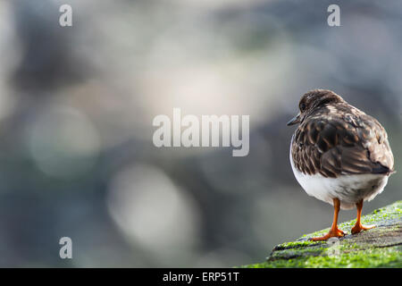 Voltapietre, Arenaria interpres, a St. Ives, Cornwall Foto Stock