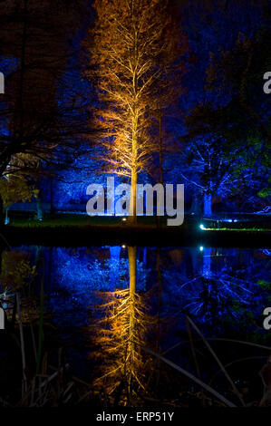 Un albero illuminato a Syon Park, Londra Foto Stock
