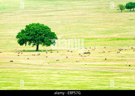 Un gregge di pecore nei pressi di una quercia Foto Stock