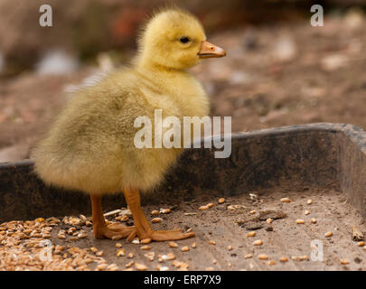 Un Embden gosling in piedi in un vassoio per alimenti cercando carino. Foto Stock