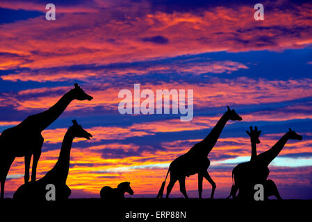 Tramonto zebra e giraffe in appoggio in erba alla Fota Wildlife Park nella contea di Cork in Irlanda Foto Stock