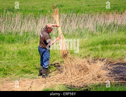 Una vista dell'artigianato tradizionale di reed medicazione in Norfolk Broads a Reedham, Norfolk, Inghilterra, Regno Unito. Foto Stock