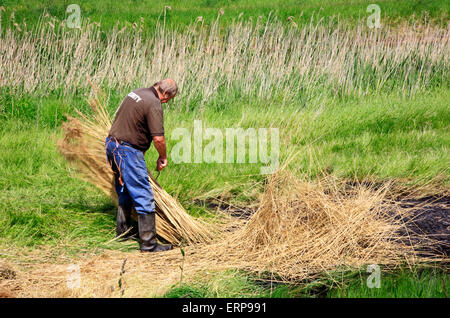 Una vista della tradizione artigianale della medicazione reed sulla Norfolk Broads a Reedham, Norfolk, Inghilterra, Regno Unito. Foto Stock