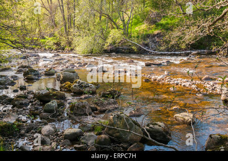 Il fiume Nethy, Abhainn Neithich, Nethy Bridge in Badenoch e Strathspey, Scozia Foto Stock