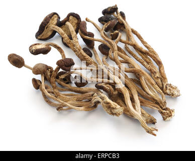 Essiccato willow tea tree funghi isolati su sfondo bianco Foto Stock