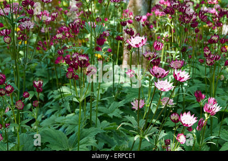 Astrantia grandi 'Hadspen Sangue" in un parzialmente ombreggiati confine. Foto Stock