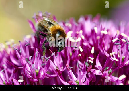 Bombus terrestris è il nostro più grande bumblebee (o Bumble Bee) vedi qui per raccogliere il polline e il nettare. Foto Stock