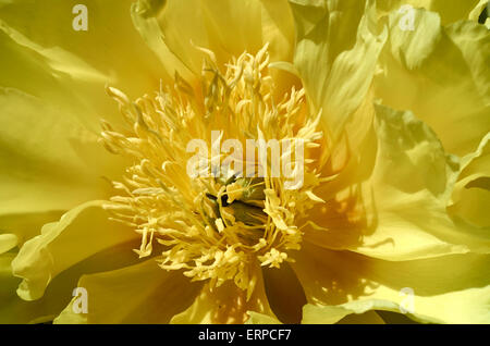 Peonia Paeonia Itoh 'Bartzella'. Itoh le peonie sono rari e inusuali ibridi tra il Giardino di peonie e peonie ad albero. Foto Stock