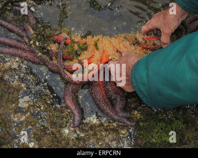 Il pooling di marea a Porto Halleck a Saginaw Bay sull'isola Kuiu produce un girasole seastar (Pycnopodia helianthoides), il più grande Foto Stock