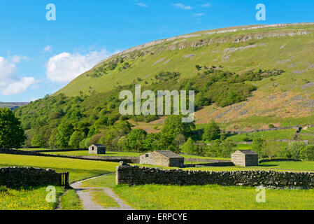 Prati fioriti nei pressi Muker, Swaledale, Yorkshire Dales National Park, North Yorkshire, Inghilterra, Regno Unito Foto Stock