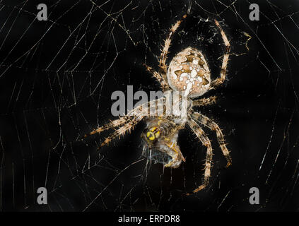 Immagine notturna di incarto spider la sua vittima (wasp) fino a tutto il web per ulteriori mangiare. Foto Stock