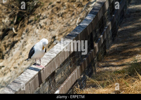 Sea Gull arroccato su una recinzione deteriorata a La Jolla a San Diego in California Foto Stock