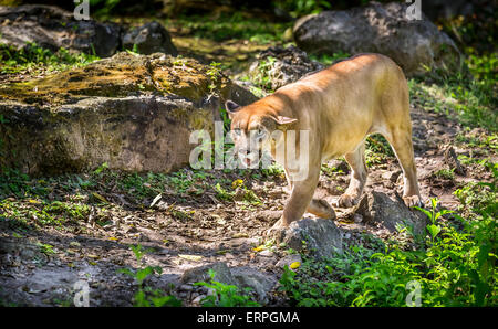 Wild Cat Puma alla ricerca di una preda Foto Stock