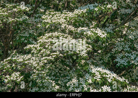 Kousa Sanguinello (Cornus kousa). Cinese chiamato sanguinello, Giapponese fioritura sanguinello, Giapponese Corbezzolo, Giapponese Sanguinello e Foto Stock