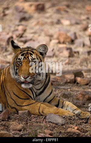 Una tigre si siede nell'ombra e gode della vista Foto Stock