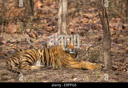 Una tigre si siede nell'ombra Foto Stock