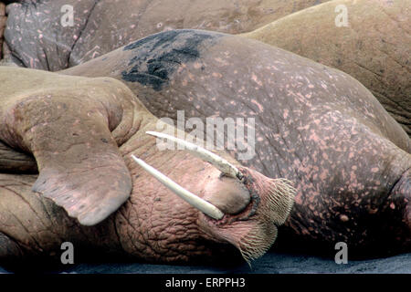 Maschio di trichechi del Pacifico (Odobenus rosmarus divergens) a haulout a Cape Seniavin Alaska Foto Stock