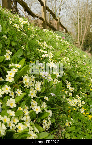Primule [Primula vulgaris]. Il cuculo fiore o Lady's Smock [cardamine pratensis]. Lesser Celandine [Ranunculus ficaria]. Aprile. Foto Stock