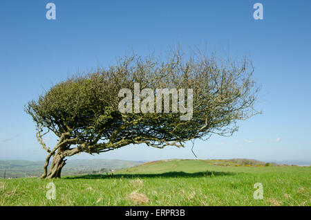 Saltato vento piegato su Hawthorn [Crataegus monogyna] su nove Barrow giù, Purbeck Downs, Dorset, Regno Unito. Aprile. Foto Stock