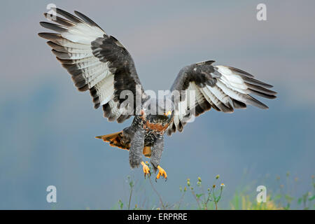 Jackal poiana (Buteo rufofuscus) in atterraggio con ali teso, Sud Africa Foto Stock