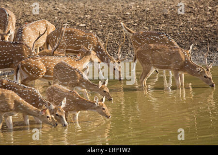 Famiglia di cervi acqua potabile Foto Stock