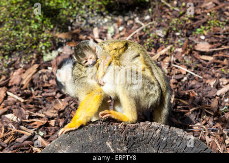 ZSL London Zoo di Londra, il 6 giugno 2015. Uno dei due nuovi baby black-capped scimmie scoiattolo fa una delle sue prime uscite nel soddisfare le scimmie involucro allo Zoo di Londra, aggrappandosi alla sua mamma all'indietro. I due bambini sono ancora come ONU-denominato. ZSL è coinvolto nella riuscita di un programma di allevamento con black-capped boliviano scimmie scoiattolo che sono minacciati nel selvaggio. Foto Stock