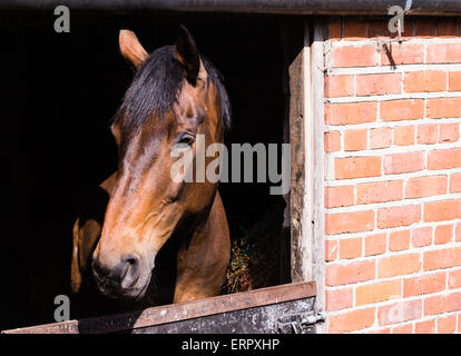 Vicino la baia di cavallo in mattone-costruito stabile. Scuola di equitazione, candeggina Farm, Stamford Bridge, North Yorkshire, Inghilterra, Regno Unito Foto Stock