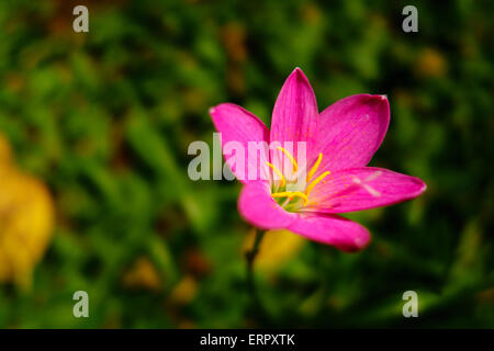 Rosa giglio di pioggia in una verde e giallo Erba Foto Stock