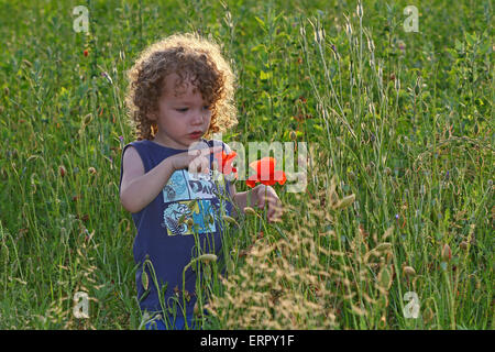 Little Boy ricerca di papaveri in un campo di erba alta Foto Stock