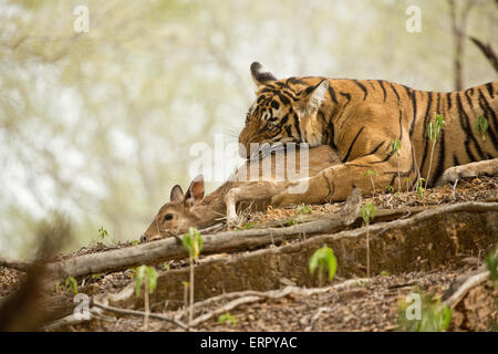 Una tigre cattura la sua preda di un mangia troppo Foto Stock