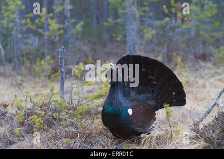 Western gallo cedrone, Tetrao urogallus sul corteggiamento nella primavera del tempo in Boden, Norrbotten, Svezia Foto Stock