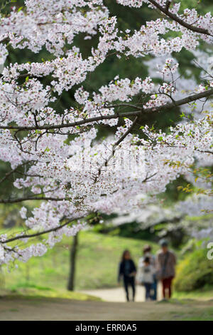 Fiore di Ciliegio in Ritsurin-koen, Takamatsu, Shikoku Giappone Foto Stock