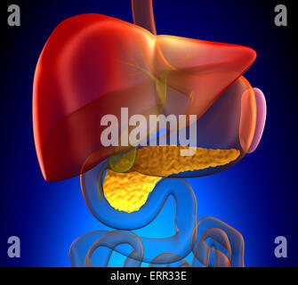 Il pancreas sezione trasversale reale anatomia umana - su sfondo blu Foto Stock