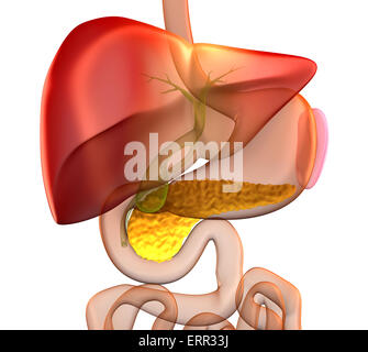 Il pancreas sezione trasversale reale anatomia umana - isolato su bianco Foto Stock