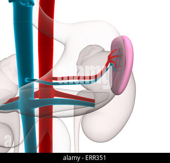 La milza anatomia umana con il sistema circolatorio isolato su bianco Foto Stock