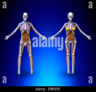 Anatomia Maschile Femminile - gli organi, il sistema circolatorio, lo scheletro Foto Stock