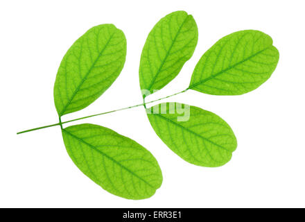Piccola filiale di acacia con foglie fresche isolati su sfondo bianco. Foto Stock