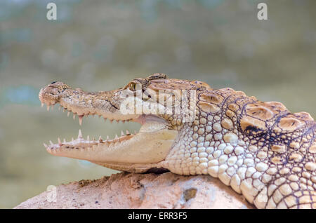 Close-up di giovani Alligator Alligator closeup sulla sabbia e rocce allo zoo Foto Stock