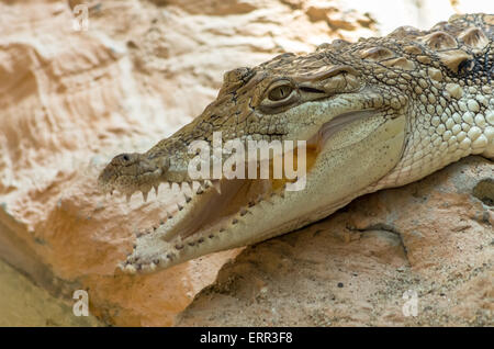 Close-up di giovani Alligator Alligator closeup sulla sabbia e rocce allo zoo Foto Stock