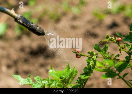 Spruzzare un insetticida su Colorado Potato Beetle Bug larve coltivate nel giardino vegetale Foto Stock