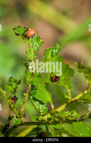 Spruzzare un insetticida su Colorado Potato Beetle Bug larve coltivate nel giardino vegetale Foto Stock