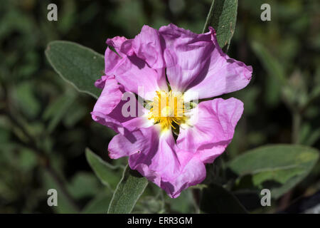 Rugosa rosa in piena fioritura in pieno sole Foto Stock